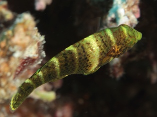 Hemigymnus fasciatus juv.